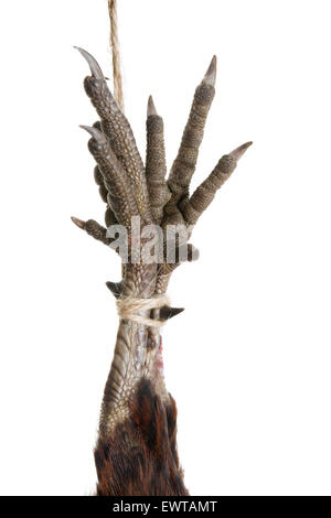 I piedi di un fagiano morto appeso a una fune isolato su bianco Foto Stock