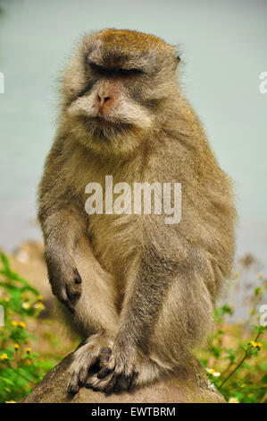 Scimmia in Taman National Park, Lombok, Indonesia Foto Stock