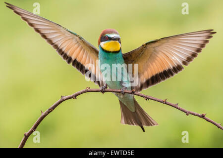 Unione Gruccione (Merops apiaster) lo sbarco sul ramo, Ruse Provincia, Bulgaria Foto Stock