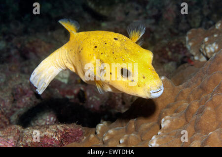 Perlhuhn-Kugelfisch, gelbe Fase (Arothron meleagris), Cocos Island, Kokos Insel, Unesco Weltnaturerbe, Costa Rica, Zentral Amer Foto Stock