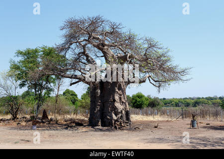 Maestoso vecchio baobab (Adansonia digitata)) - Kasane Botswana Foto Stock