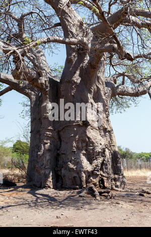 Maestoso vecchio baobab (Adansonia digitata)) - Kasane Botswana Foto Stock
