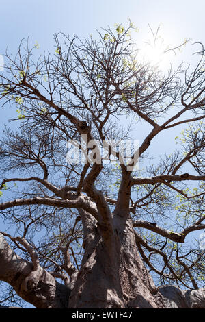 Maestoso vecchio baobab (Adansonia digitata)) - Kasane Botswana Foto Stock