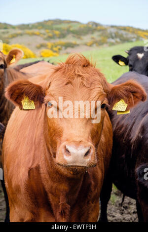 Curioso toro giovane Bos taurus (bovini) con giallo di marchi auricolari in un campo. Il Galles, Regno Unito, Gran Bretagna Foto Stock