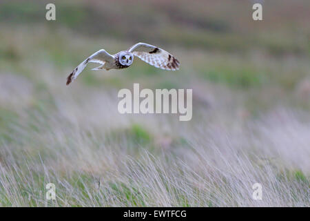 Short Eared Owl in volo Ebridi Esterne Foto Stock