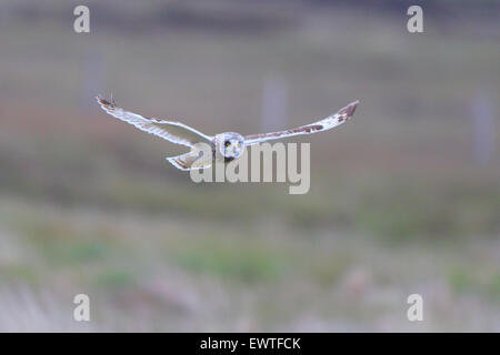 Short Eared Owl in volo Ebridi Esterne Foto Stock