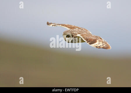Short Eared Owl in volo Ebridi Esterne Foto Stock