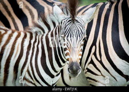 Sud Africa- Zebra (Equus quagga) roaming nel Dinokeng Game Reserve Foto Stock