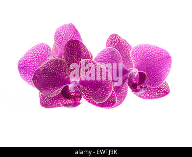 Rosa fiori di orchidea isolato su bianco Foto Stock