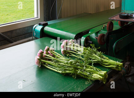 Flower fardellatrice in un commerciale serra olandese Foto Stock