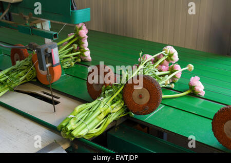 Flower fardellatrice in un commerciale serra olandese Foto Stock