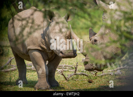 Sud Africa - una coppia di rinoceronte" (Rhinocerotidae) sul Dinokeng Game Reserve Foto Stock