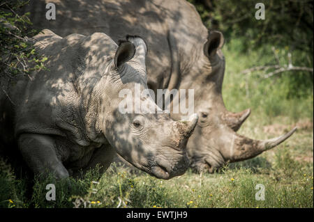 Sud Africa - una coppia di rinoceronte" (Rhinocerotidae) sul Dinokeng Game Reserve Foto Stock