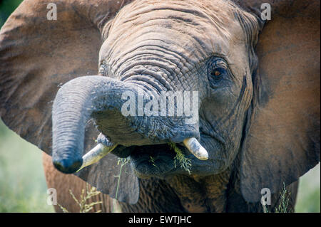 Sud Africa - Elephant (elephantidae) alimentazione a Dinokeng Game Reserve Foto Stock