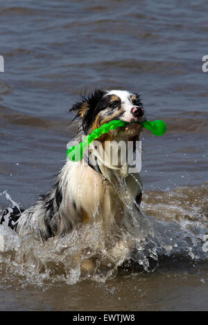 Cane pet animale AUSTRALIANO KELPIE acqua di mare spiaggia d'onda splash giocare cane spiaggia sheepdog canino Foto Stock