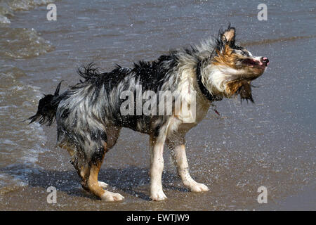 Cane pet animale AUSTRALIANO KELPIE acqua di mare spiaggia d'onda splash giocare cane spiaggia sheepdog canino Foto Stock