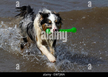 Cane pet animale AUSTRALIANO KELPIE acqua di mare spiaggia d'onda splash giocare cane spiaggia sheepdog canino Foto Stock