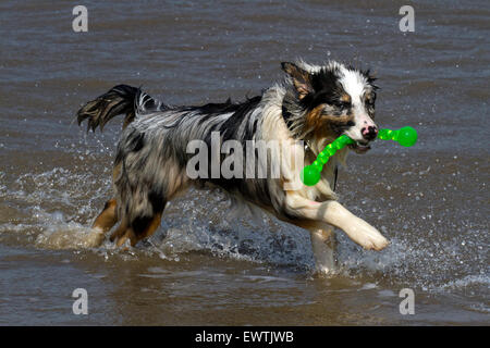 Cane pet animale AUSTRALIANO KELPIE acqua di mare spiaggia d'onda splash giocare cane spiaggia sheepdog canino Foto Stock