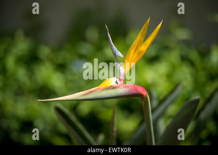 Sud Africa - coltivazione di fiori selvatici in Foto Stock