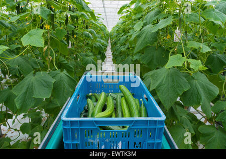 I cetrioli che vengono raccolte in una serra commerciale Foto Stock