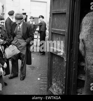 Billy Smart di animali da circo lasciando Victoria di Londra. 18 settembre 1955. Foto Stock