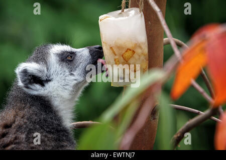 Un anello tailed lemur raffredda con un riempito di frutta per lecca-lecca di ghiaccio a Cotswold Wildlife Park Foto Stock