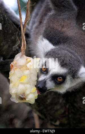 Un anello tailed lemur raffredda con un riempito di frutta per lecca-lecca di ghiaccio a Cotswold Wildlife Park Foto Stock