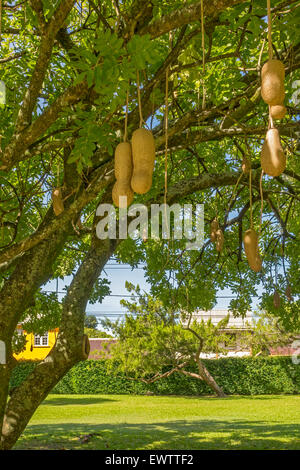 Salsiccia Tree (Kigelia pinnata) Dominica West Indies Foto Stock