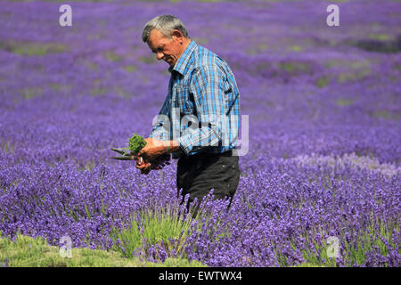 Mayfield Lavanda, Croydon Lane, Banstead, SURREY REGNO UNITO. Foto Stock