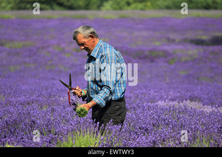 Il raccolto del prodotto a Mayfield Lavanda, Croydon Lane, Banstead, SURREY REGNO UNITO. Foto Stock