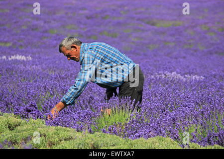 Il raccolto del prodotto a Mayfield Lavanda, Croydon Lane, Banstead, SURREY REGNO UNITO. Foto Stock