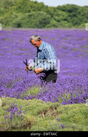 Il raccolto del prodotto a Mayfield Lavanda, Croydon Lane, Banstead, SURREY REGNO UNITO. Foto Stock