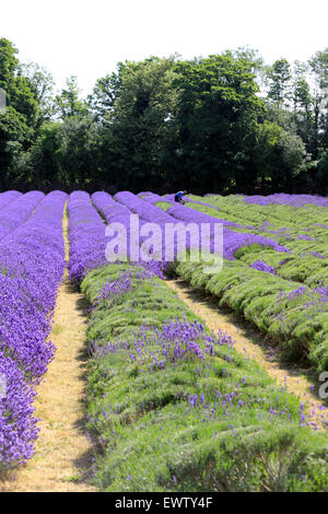 Mayfield Lavanda, Croydon Lane, Banstead, SURREY REGNO UNITO. Foto Stock