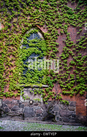 Pianta con molte foglie verdi che copre il vecchio muro di mattoni Foto Stock