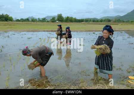 Tai Dam popoli contadini piantando pianticelle di riso, Loei provincia, Thailandia Foto Stock