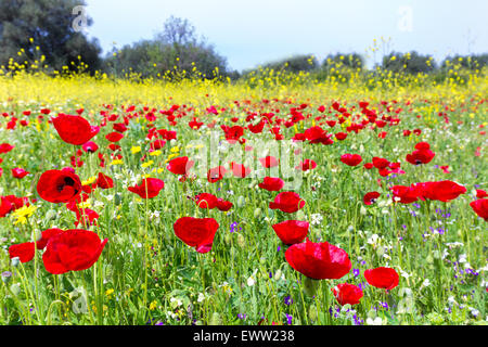 Campo del paesaggio di papavero rosso fiori giallo con piante di colza nella stagione estiva Foto Stock