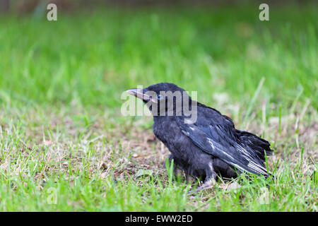 Giovani corvo nero seduto in erba verde nella stagione estiva Foto Stock