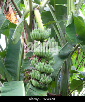 Piante di Banana frutti di alta vitamina nutriente naturale di frutta fresca sull'albero. Foto Stock