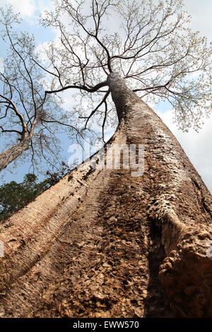 Un soffoca la Fig Tree a Ta Prohm, Siem Reap, Cambogia Foto Stock