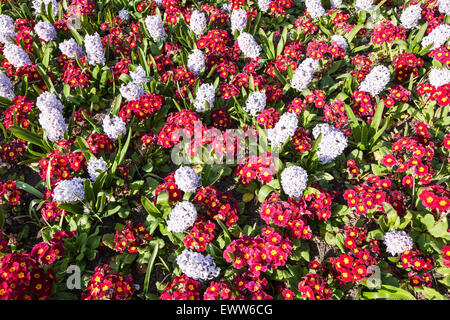 Fiori nel giardino sulla soleggiata giornata di primavera a Giardini inferiori di Bournemouth city centre, Dorset, Inghilterra, l'Europa. Marzo. Foto Stock