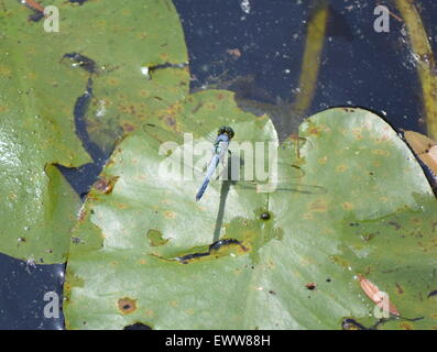 Un dragon fly su un giglio pad Foto Stock