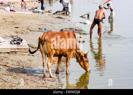 Lavaggio,lavare,vestiti da colpendoli su pietre in, sulle rive del Fiume Gange.La Sacra,malati,mucca bere,inquinato,l'inquinamento,MA,santo,l'acqua. Foto Stock