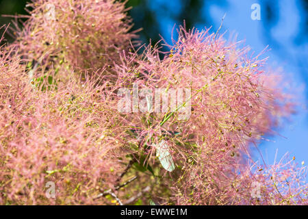 Smoketree - Cotinus americanus - fiori nel giardino Foto Stock