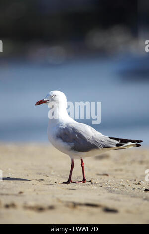 Gabbiano argento (Larus novaehollandiae) sulla spiaggia del fiume Clyde in Batemans Bay, Australia. Foto Stock