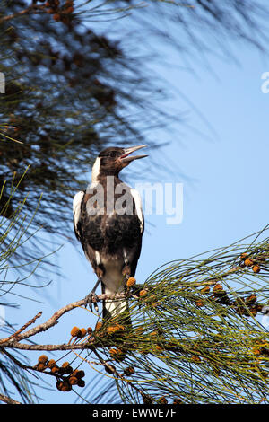 Australian gazza (Gymnorhina tibicen) seduta in una struttura ad albero e cantare in Batemans Bay, Australia. Foto Stock