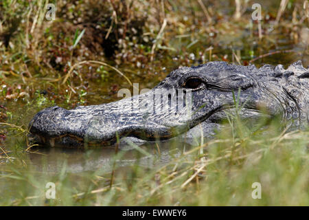 Un alligatore si crogiola al sole nella Florida Everglades vicino a Ochopee, Florida. Foto Stock