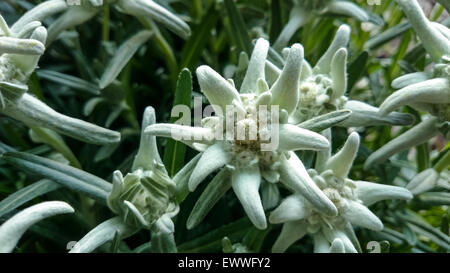 Gruppo di Edelweiss (Leontopodium alpinum), close up Foto Stock