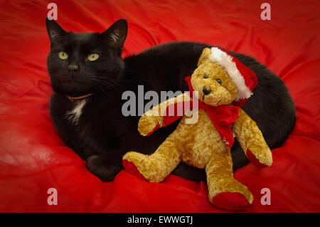 Gatto nero con Natale orsacchiotto di peluche vestito da Santa Claus in raso rosso sfondo stile. Foto Stock