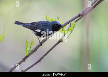 Maschio adulto nero-throated Blue trillo (Setophaga caerulescens) Foto Stock