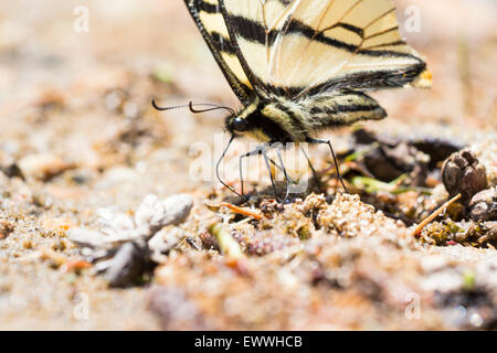 Tiger canadese a coda di rondine (Papilio canadensis) acqua potabile. Foto Stock